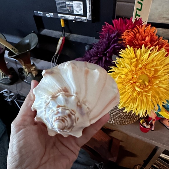 Seashells - Picture 5 of 6